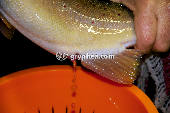 Truite - Ponte provoquée d'une truite femelle (truite arc-en-ciel)  - gryphea.com